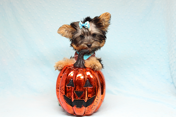 Adorable Teacup Yorkie Puppy In Los Angeles
