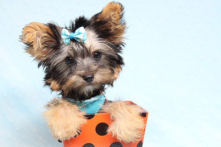 Adorable Teacup Yorkie Puppy In Los Angeles