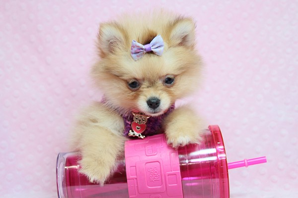 CUTE AND ADORABLE TEACUP POMERANIANS FOR SALE IN LAS VEGAS! FINANCING AND SHIPPING AVAILABLE!!!