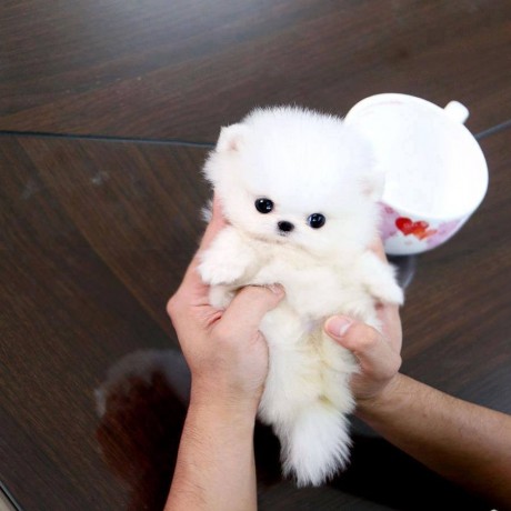 Pomeranian+Puppies+And+Dogs+For+Sale