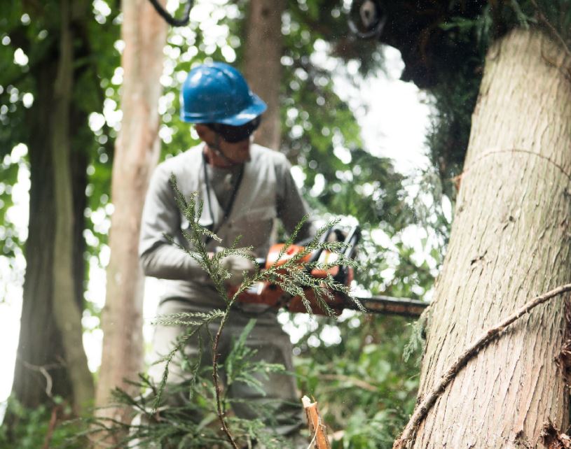Tree Services SLC