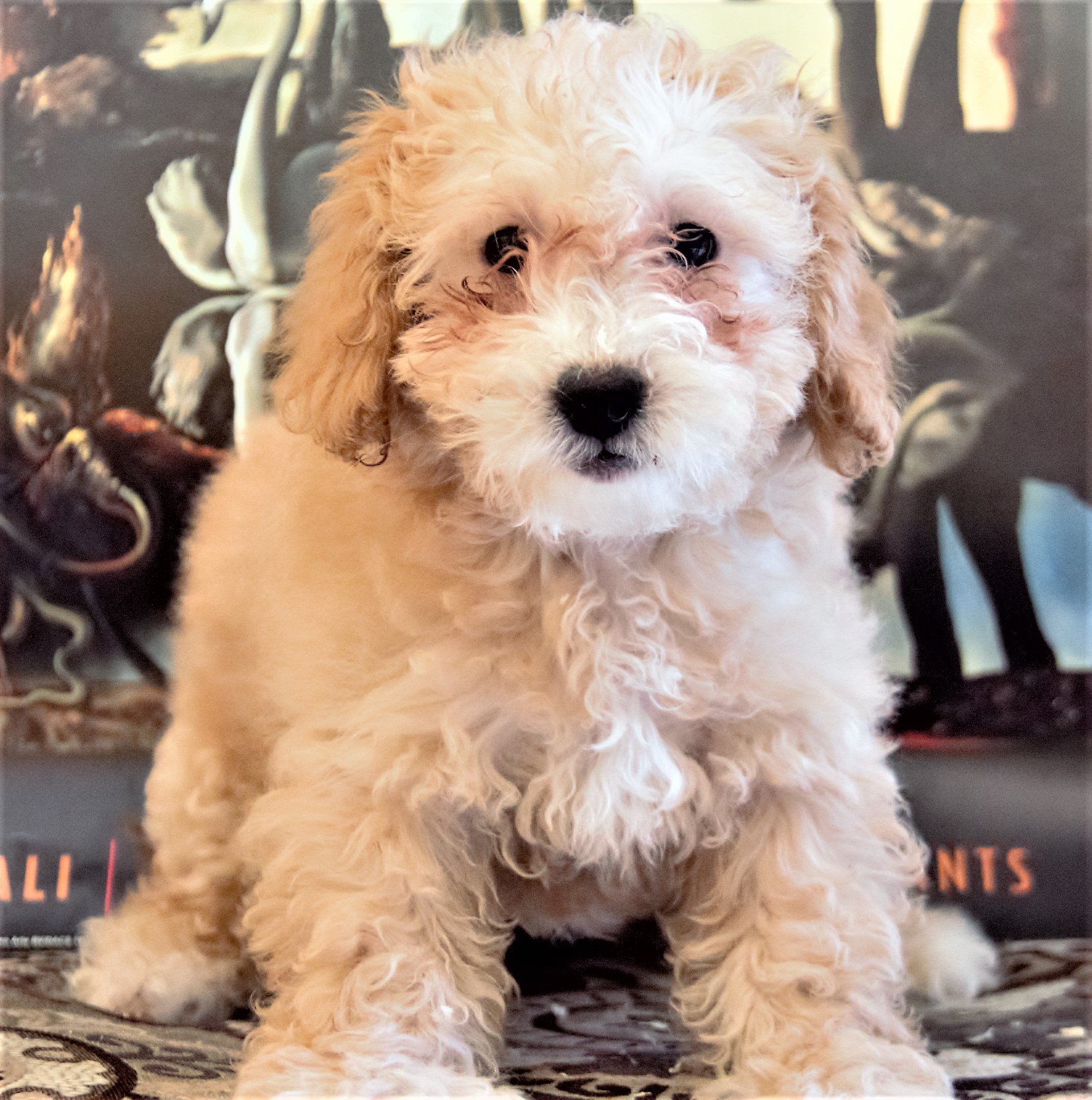 Maltipoo Puppies