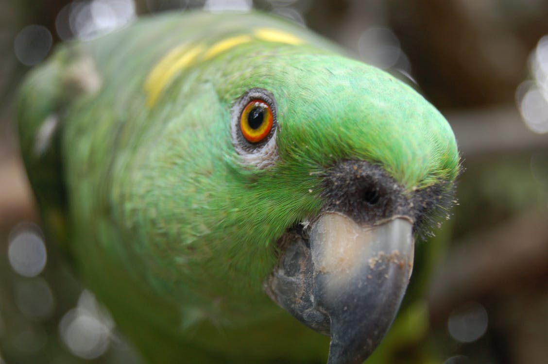 NCA Bird Club General Meeting