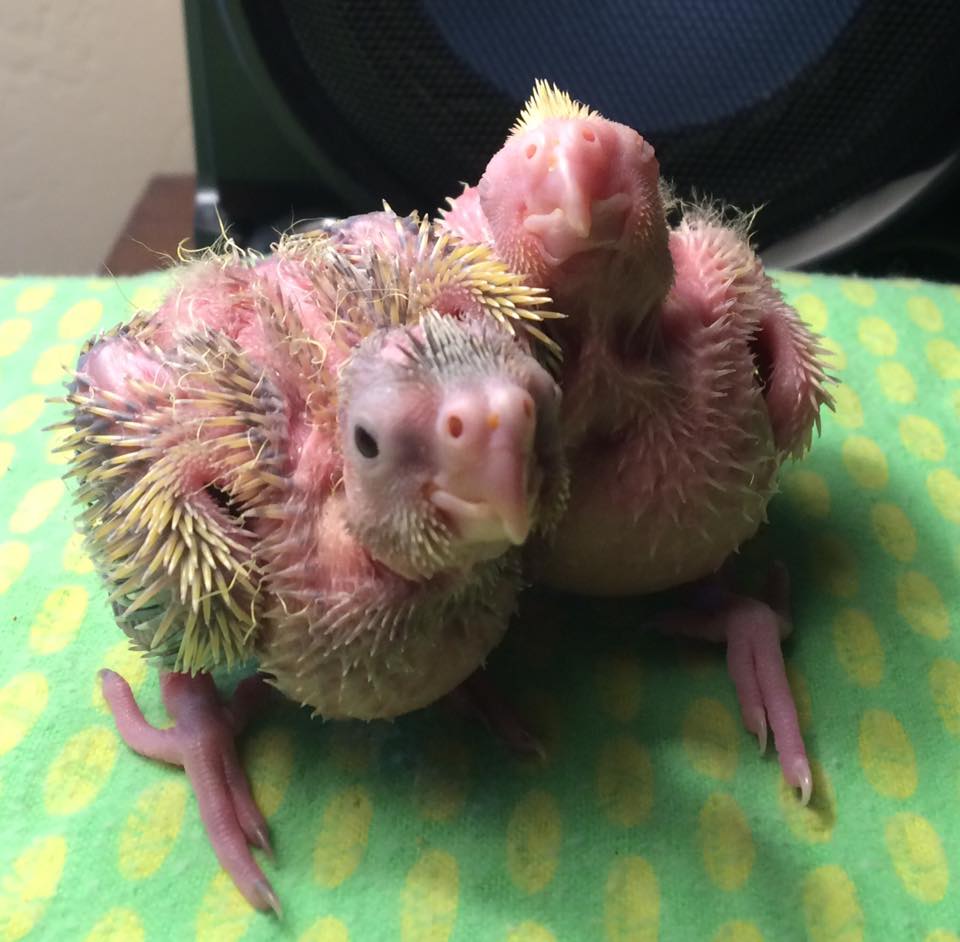 NCA Bird Club General Meeting