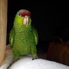 NCA Bird Club General Meeting