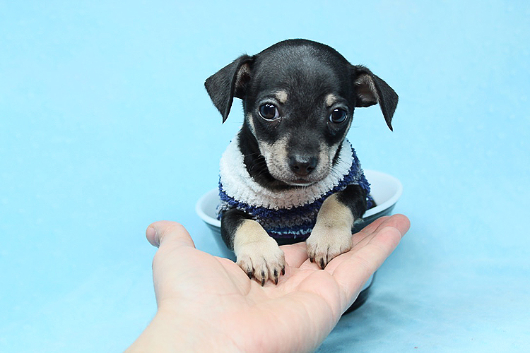 Teacup Chihuahua Puppies Available Now!