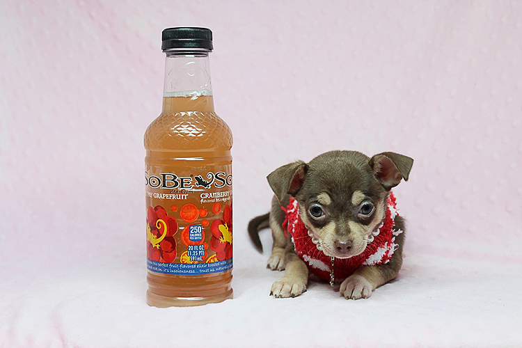 Teacup Chihuahua Puppies Available Now!