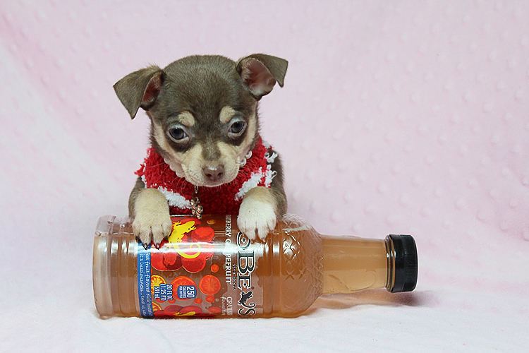 Teacup Chihuahua Puppies Available Now!