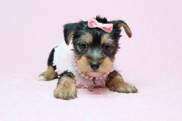 Cute Teacup Yorkies Available for Sale in Las Vegas! Financing and Shipping Available!