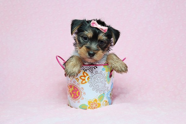 Cute Teacup Yorkies Available for Sale in Las Vegas! Financing and Shipping Available!