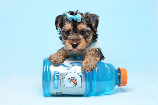 Cute Teacup Yorkies Available for Sale in Las Vegas! Financing and Shipping Available!