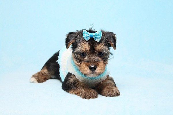Cute Teacup Yorkies Available for Sale in Las Vegas! Financing and Shipping Available!