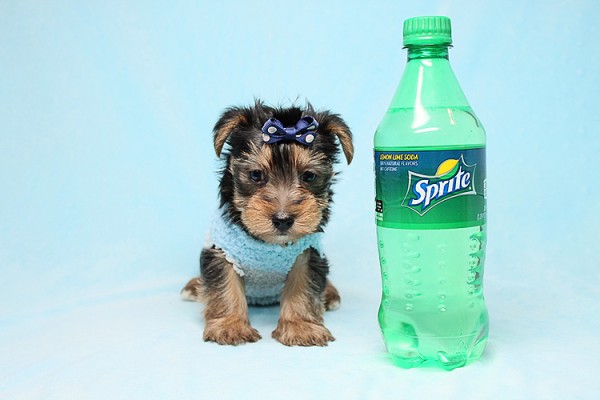 Cute Teacup Yorkies Available for Sale in Las Vegas! Financing and Shipping Available!