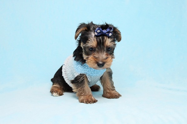 Cute Teacup Yorkies Available for Sale in Las Vegas! Financing and Shipping Available!