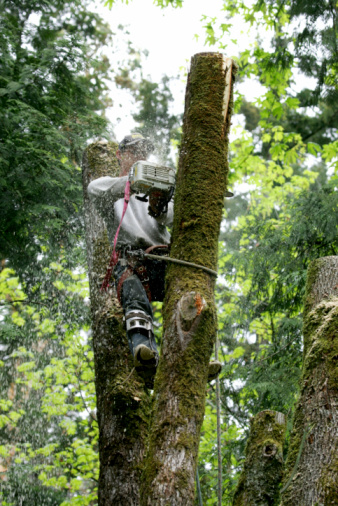 Weddington Tree Dynamics LLC