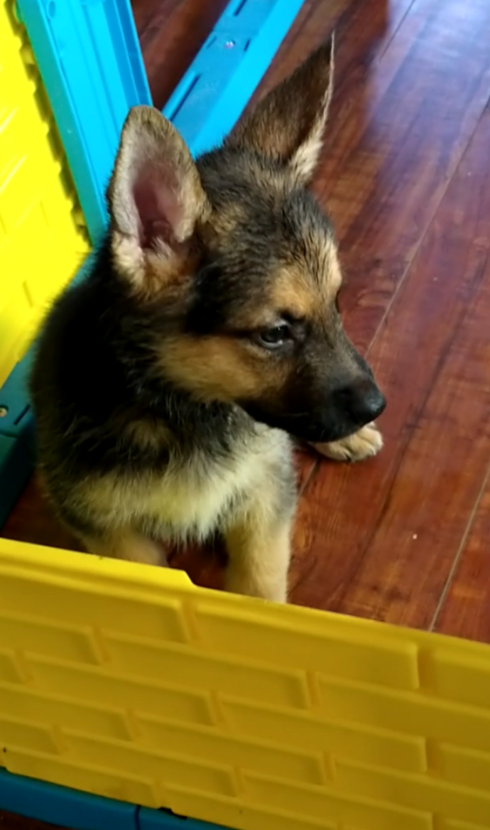 Pennysaver White German Shepherd Puppies 500 In Klamath Oregon Usa