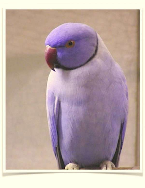 Violet Indian Ringneck Parakeet