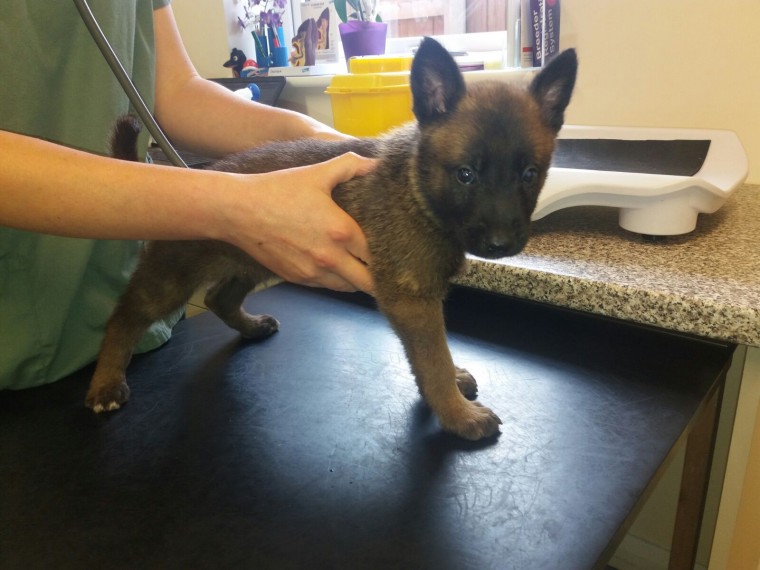 German Shepherd Puppies For Sale  Text 903-662-8647