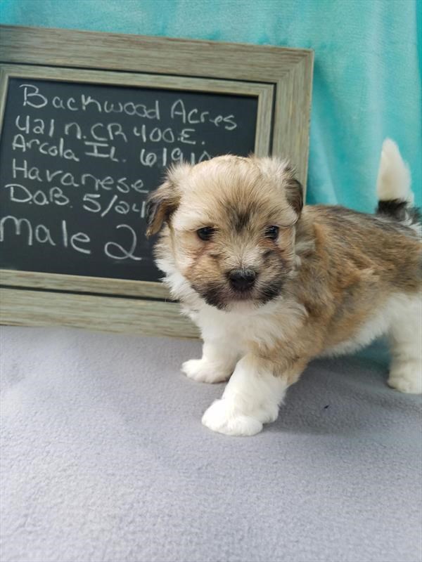 Meet Baxter the Havanese Cutie
