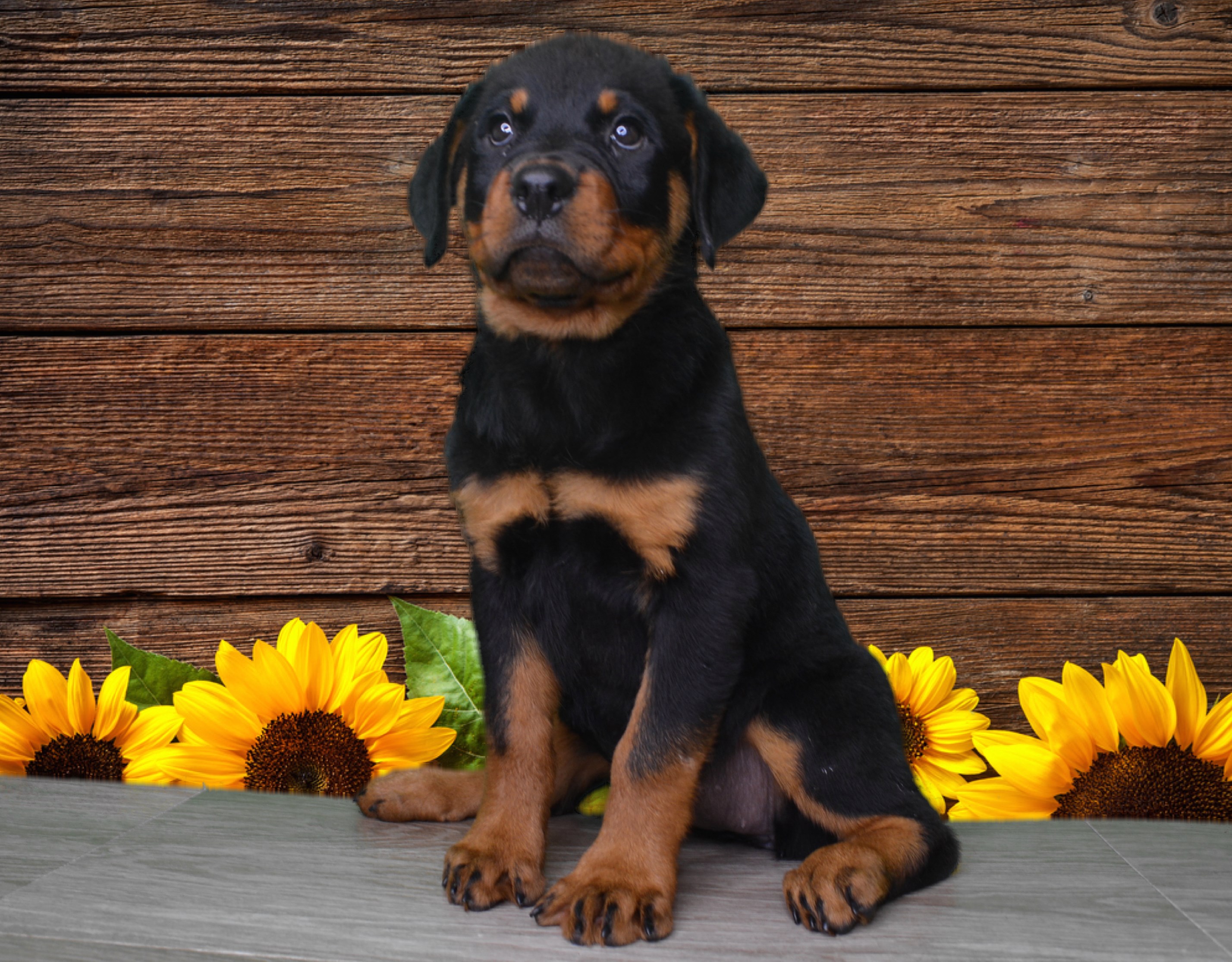 Micro-chipped and Registered Rottweiler (female)