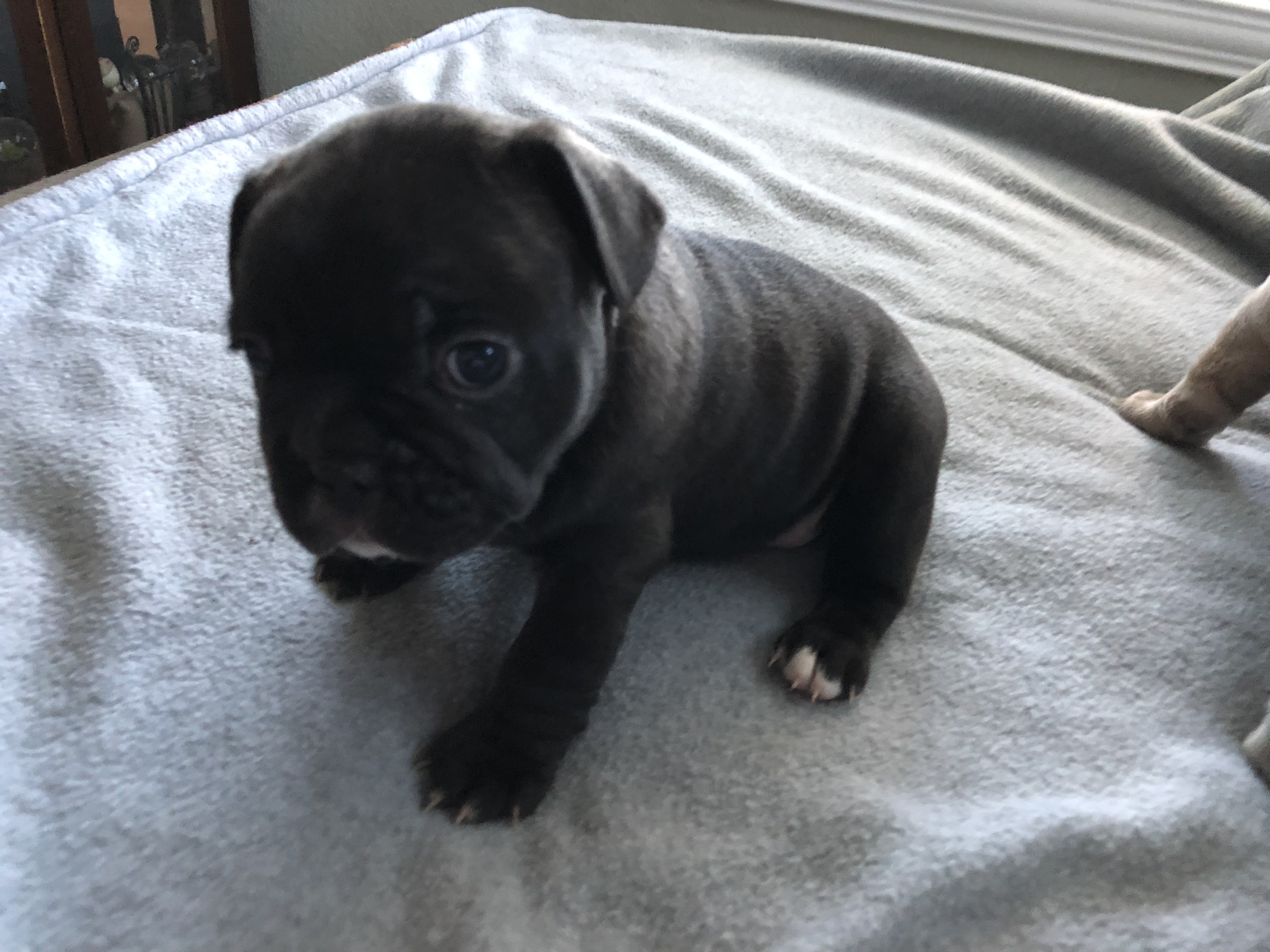 Get Wallpaper Pennysaver French Bulldog Puppies Cream Brindle Grey Pied For Android