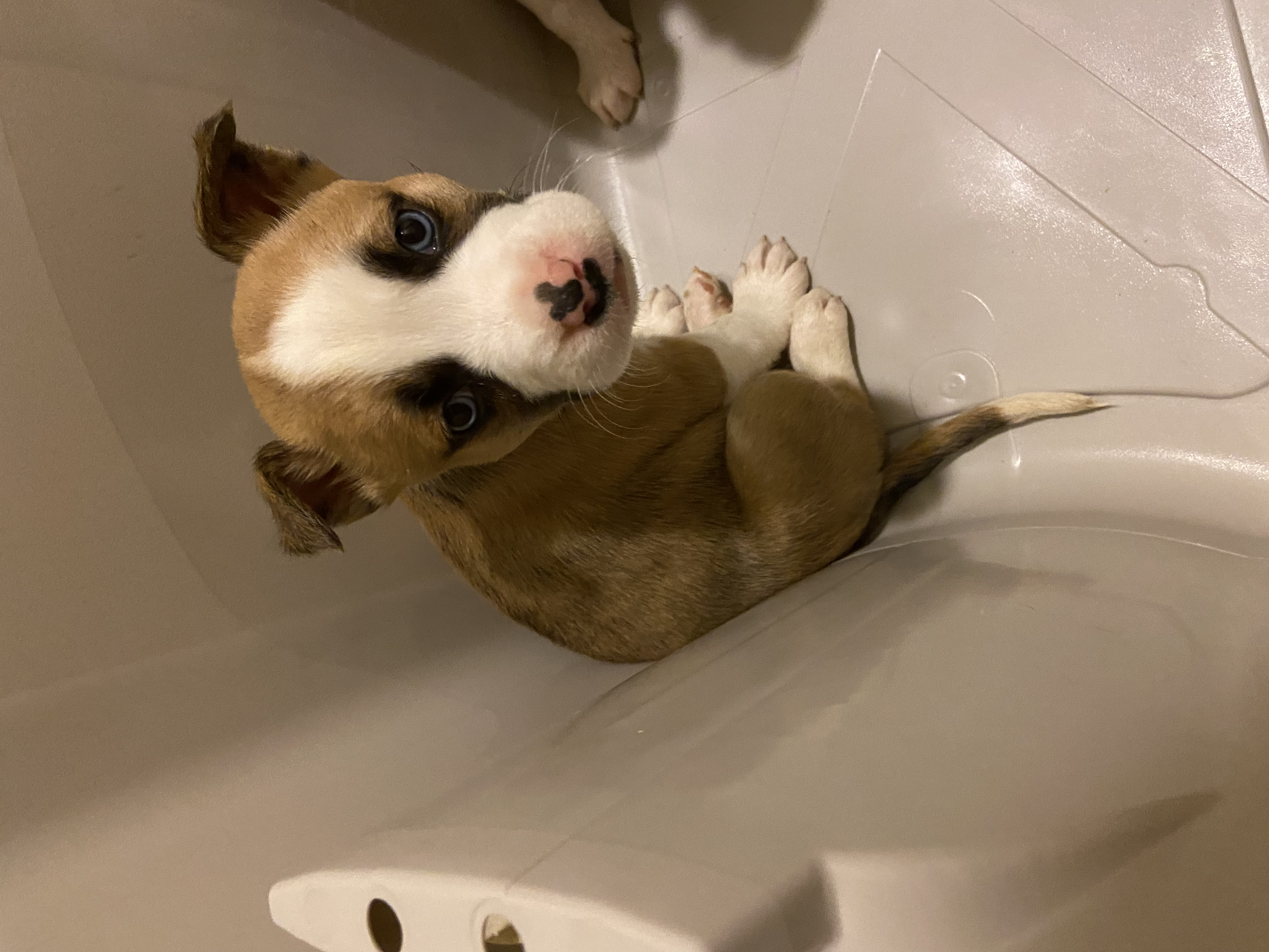 Husky pitbull mix