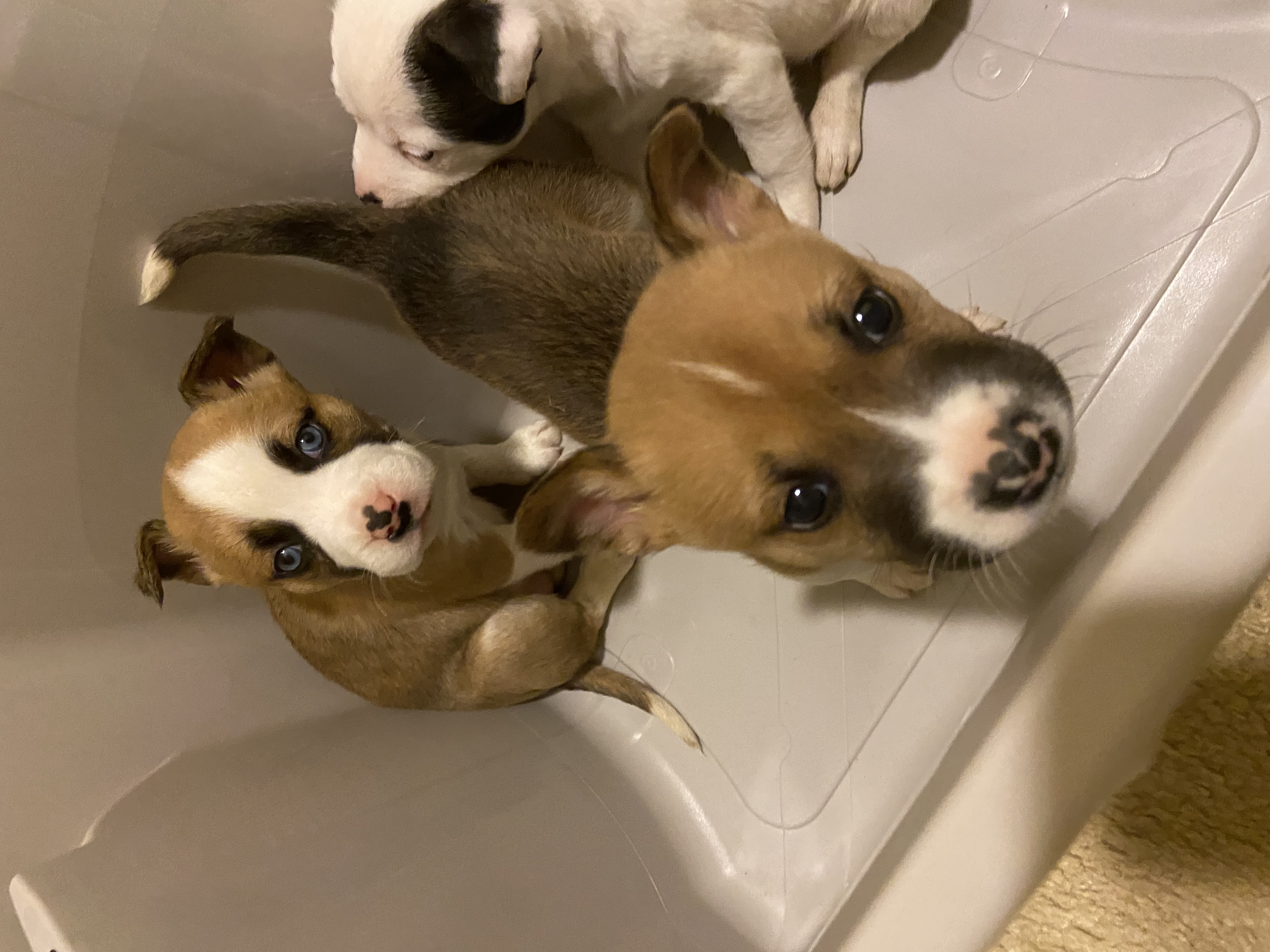 Husky pitbull mix