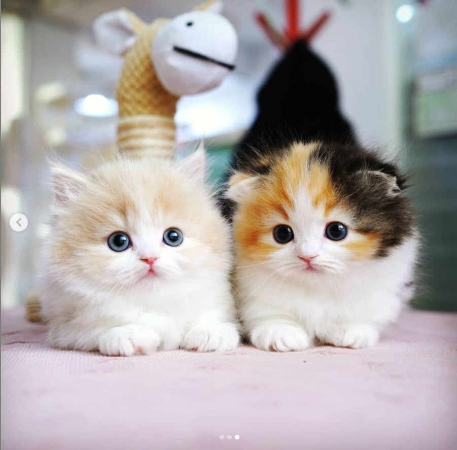 teacup munchkin kittens for sale