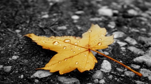 Zlaty-a-smutny-podzim---image4you.cz-005.jpg