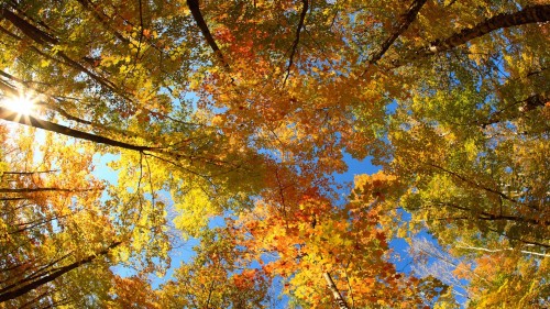 Zlaty-a-smutny-podzim---image4you.cz-012.jpg