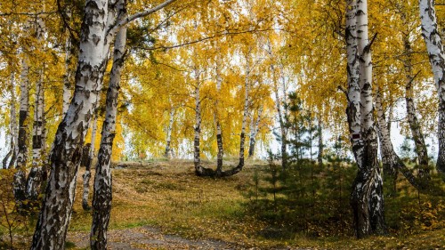 Zlaty-a-smutny-podzim---image4you.cz-024.jpg