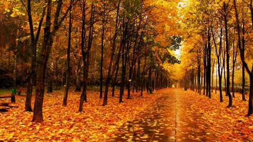 Zlaty-a-smutny-podzim---image4you.cz-030.jpg