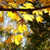 Zlaty-a-smutny-podzim---image4you.cz-082