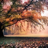 Zlaty-a-smutny-podzim---image4you.cz-092