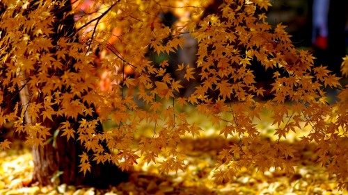 Zlaty-a-smutny-podzim---image4you.cz-099.jpg