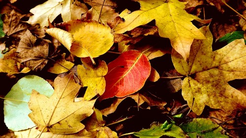 Zlaty-a-smutny-podzim---image4you.cz-103.jpg