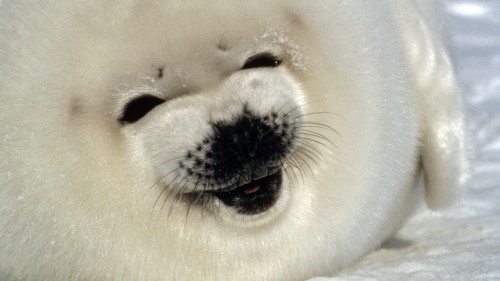 Harp Seal (Phoca groenlandica), pup portrait, Gulf of St Lawrence, Canada
