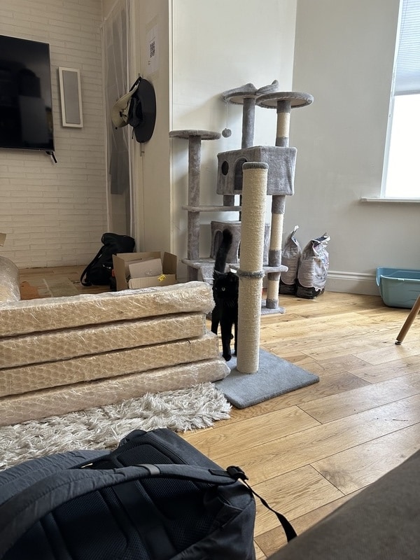 Jinx is looking suspiciously at the wooden beams, as they take up most of the space of our living room
