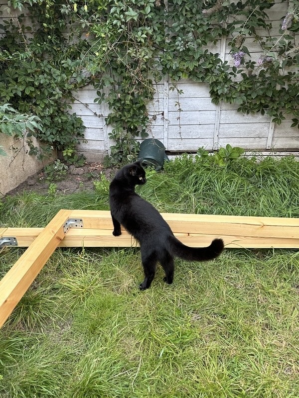Jinx is inspecting the rectangle too