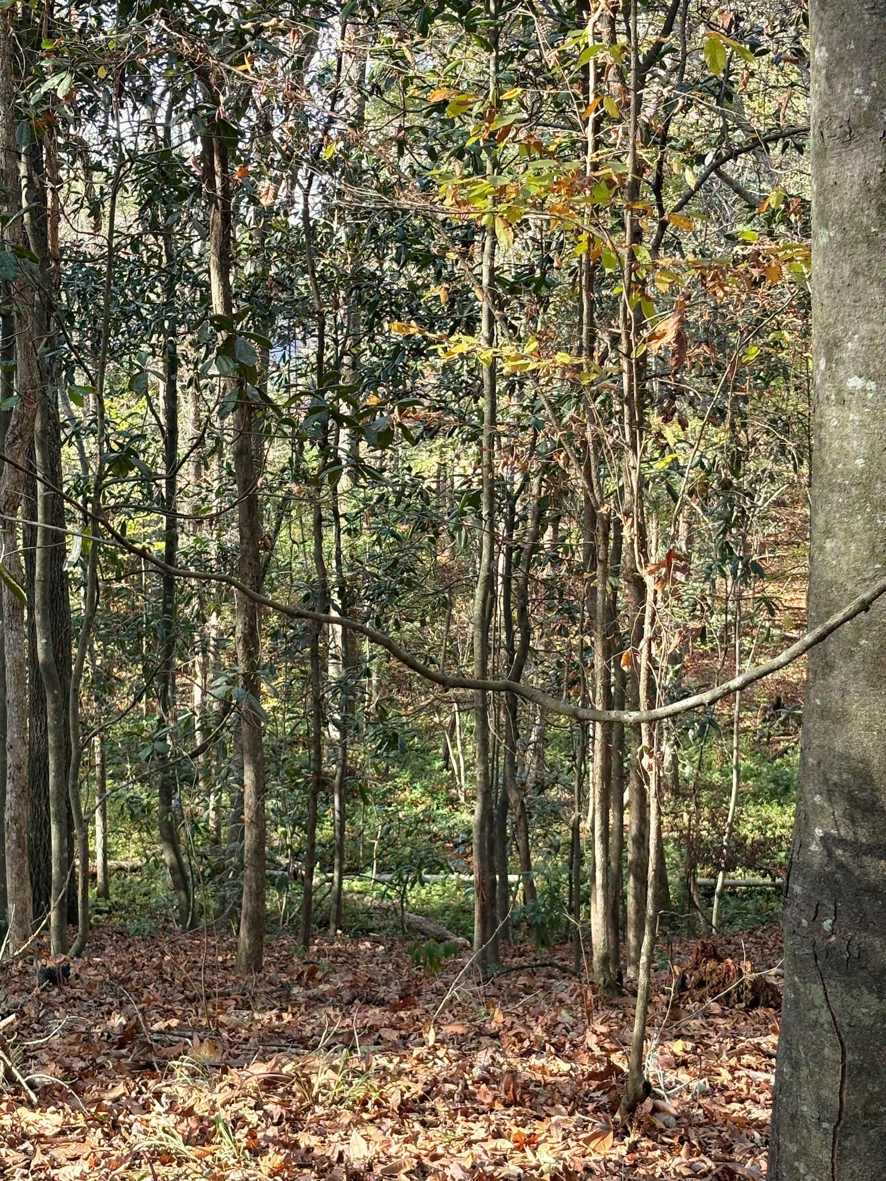   Quail Roost Dr.<br>Quincy, FL