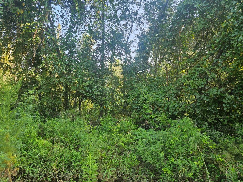 0 RAY VAN BRACKLE RD<br>Lenox, GA