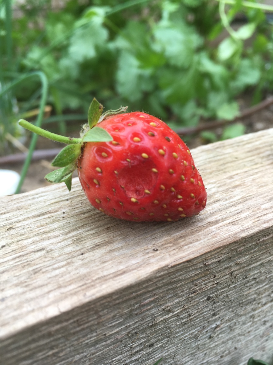 Any Idea What S Eating My Strawberries