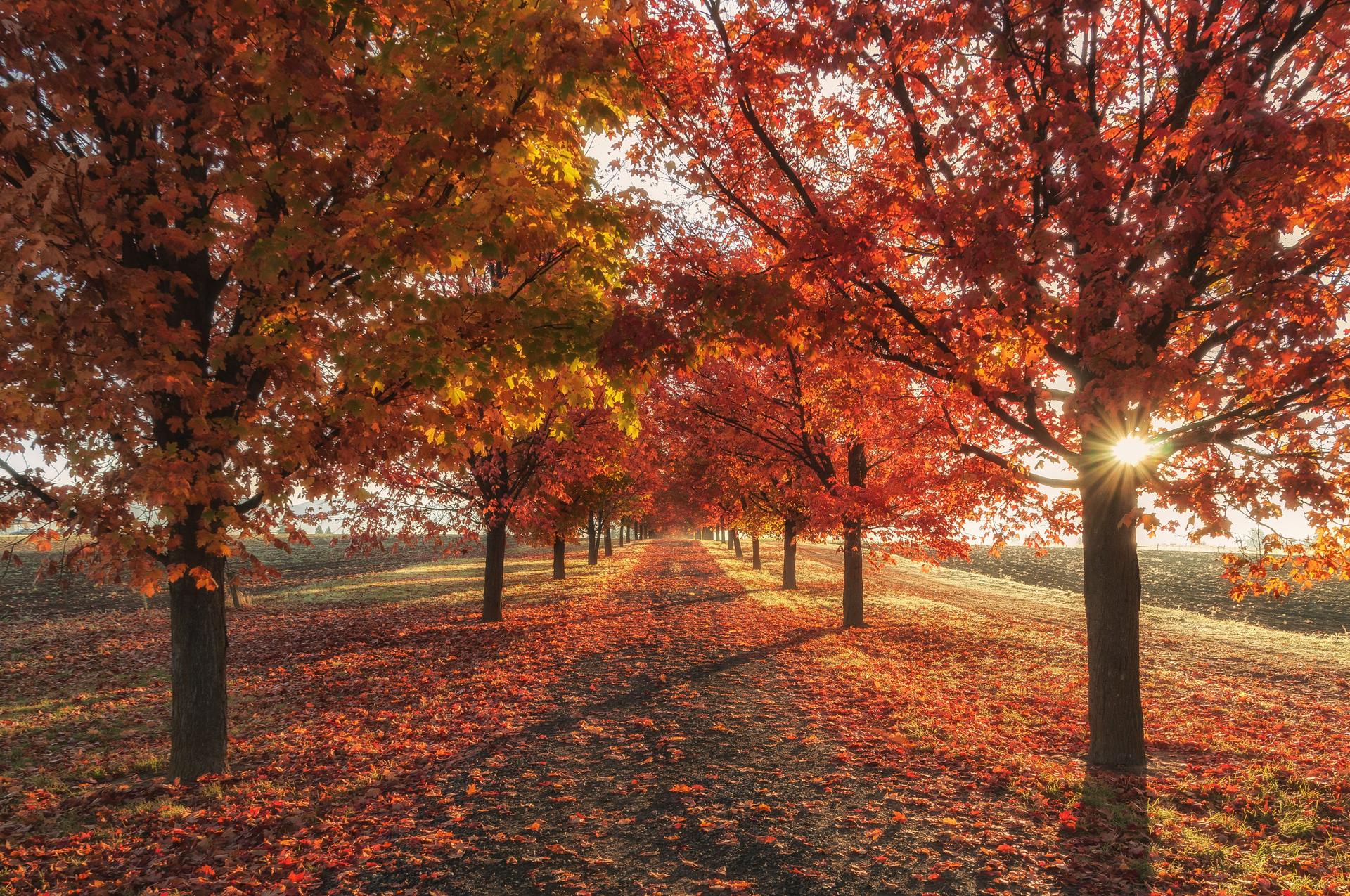 a row of trees with red leaves on the ground