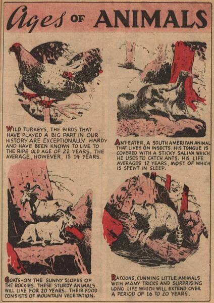 Documentary paratext: “Ages of Animals.” Blue Ribbon Comics #1 (November 1939). M. L. J. Magazines. 