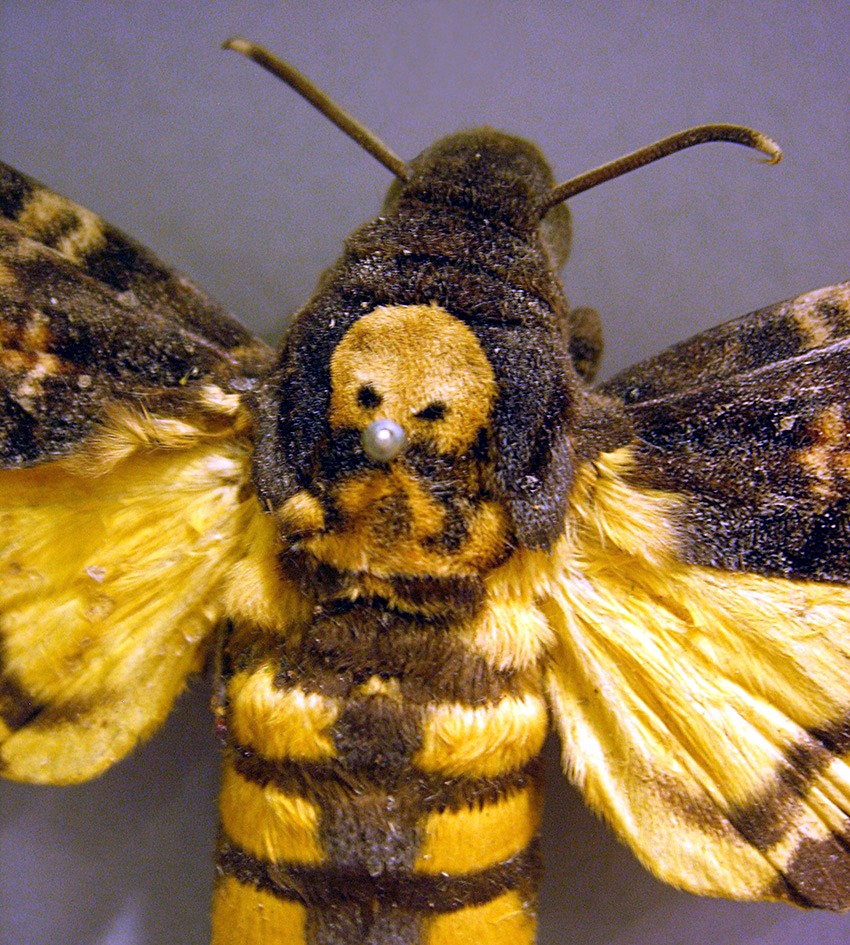 Death's head hawk moth, skull-close-up, pub dom