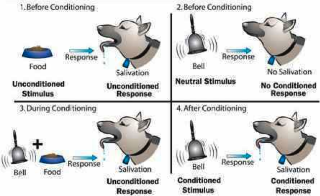 Conditional stimulus.