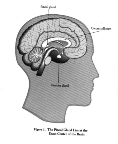 Pineal gland1.