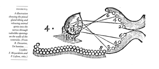 Pineal gland2.