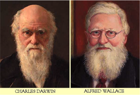 Hér eru Darwin og Wallace en kenningar þeirra um þróunarkenninguna á 19. öld voru afar líkar.