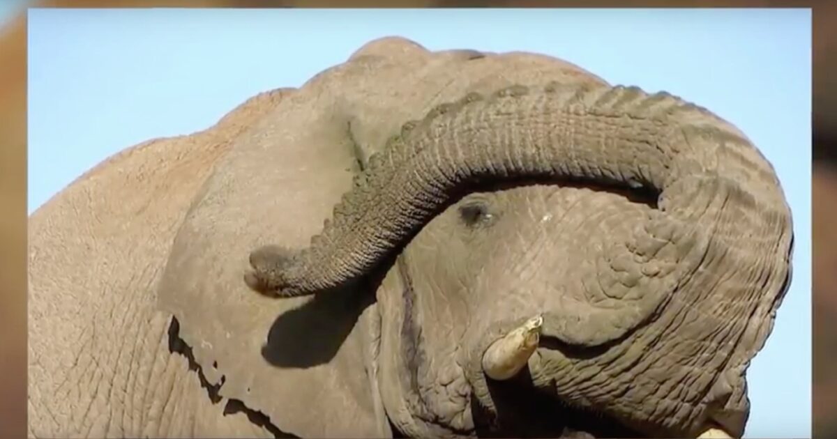 Rhulani Safari Lodge Rhulani Minute Safari Elephant trunk games